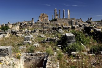 Ruins of the Volubilis Basilica and Capitol surrounded by wild vegetation under a cloudless sky,