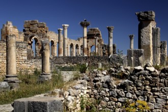 Detailed view of the basilica of Volubilis with well-preserved columns against a bright blue sky,
