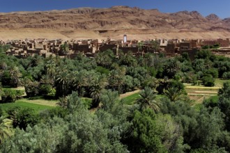 Lush palm sea surrounds a desert village in the Todra Gorge, Todra, Gorge, Palmerie