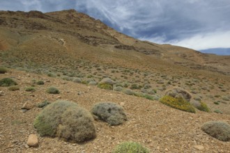 Dry mountain landscape with scattered vegetation under overcast sky, Tizgui n'Ouadda, Morocco