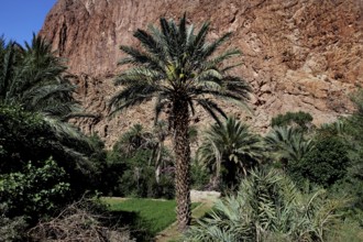 Large palm tree against a rocky backdrop in the Todra Gorge, Todra, Morocco
