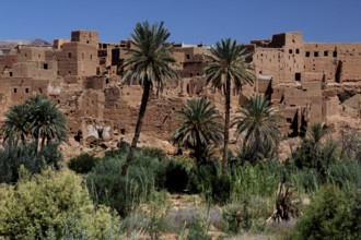 Clay buildings and palm trees in the Todra Gorge surrounded by desert vegetation, Todra, Morocco