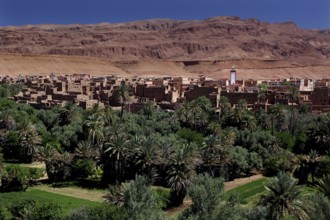 Oasis with palm trees and buildings in front of the Todra Gorge mountains, Todra, Morocco