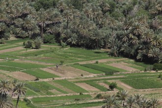 Green fields and palm trees in a desert landscape of the Todra Gorge, Todra, Morocco