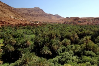 Lush palmery in the Todra Gorge against a barren mountain backdrop, Todra, Drâa-Tafilalet region,