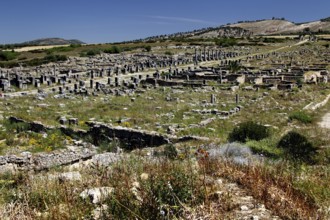 Decumanus Maximus, the main street of Volubilis, stretches through ancient ruins to the nearby