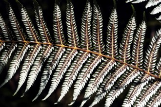 Close-up of a silver fern with fine leaf structure in Te Puia, Rotorua, New Zealand