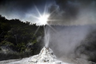 The Lady Knox geyser at sunrise in the Wai-O-Tapu geothermal area