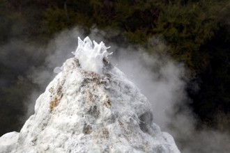 The Lady Knox geyser pushes water into the sky in the Wai-O-Tapu area