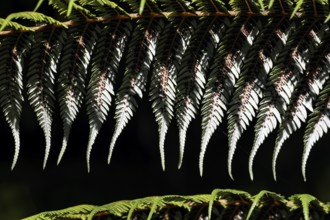 Close-up view of the textured leaves of a silver fern in Te Puia, Rotorua, New Zealand