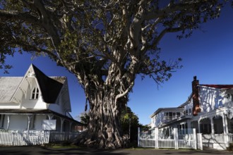 Large, impressive tree in front of historic buildings in Russel, Russel, Northland, New Zealand