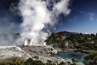 The Poehutu geyser in Te Puia surrounded by rising steam and blue water in the geothermal area,
