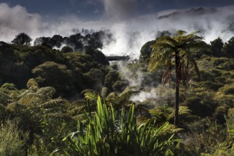 Dense forest and rising steam in the geothermal area of Te Puia, nestled in tropical vegetation,
