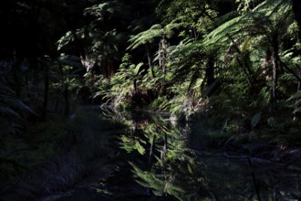 Dense forest with water reflections in Whakarewarewa in Rotorua, Rotorua, New Zealand