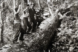 Group of loggers working in forest on historic black and white photo, Waitangi, New Zealand
