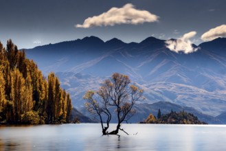 Lonely tree in Lake Wanaka against a picturesque mountain backdrop in autumn, Wanaka, Otago, New