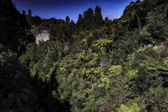 Dense forest in the Mangapuna Valley near the Bridge to Nowhere along the Whanganui River,