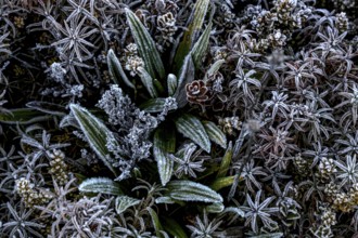Ice-covered alpine vegetation in Tongariro Alpine Crossing, Tongariro National Park, North Island,