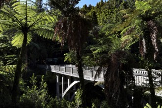 Hidden bridge in thick forest with ferns along the Whanganui River, Whanganui River, New Zealand