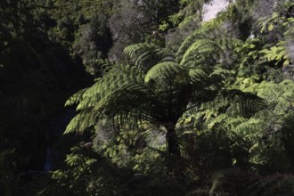 Large fern in dense forest area along the Whanganui River, Whanganui River, New Zealand