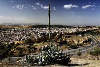 View with agave plant of the city of Fez from the merinid tombs, Fez, Fez el Bali, Morocco