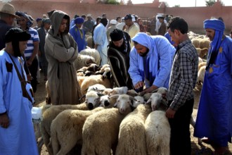 People looking at and trading sheep at Guelmim cattle market, Guelmim, Morocco
