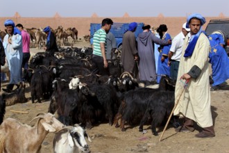A lively cattle market with numerous people and goats in traditional clothing, Guelmim,