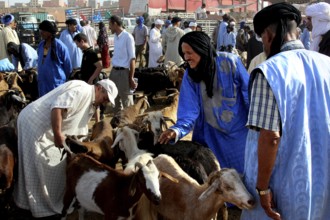 Traders negotiate to sell goats at a busy livestock market, Guelmim, Morocco