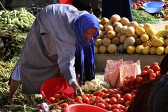 Woman selects tomatoes in colorful vegetable souk from Guelmim, Guelmim, Guelmim-Oued Noun, Morocco