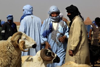 Guelmim cattle market with men wearing traditional Tuareg clothing, Guelmim, Guelmim-Oued Noun,
