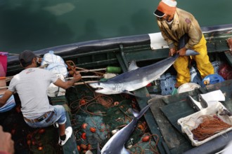 Two fishermen in work clothes process their catch on a boat, El Jadida, harbor, Morocco