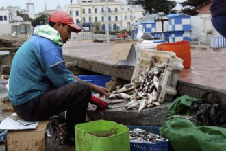 A fisherman sorts freshly caught fish on the edge of the harbor, Essaouira, Marrakesh-Safi, Morocco
