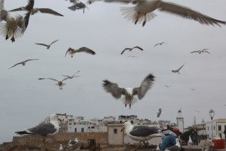 Seagulls fly over the city with cloudy sky, Essaouira, Marrakesh-Safi, Morocco