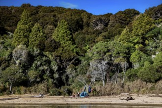 Te Pukatea Bay with a quiet beach and thick forest with blue sky, zero