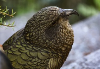 Close-up of a keas with detailed feathers in shades of brown and green, Queenstown, New Zealand