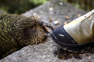 A Kea playfully bites the tip of a hiking boot, Queenstown, New Zealand