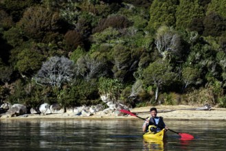 Person in yellow kayak off quiet wooded beach, Te Pukatea Bay, New Zealand