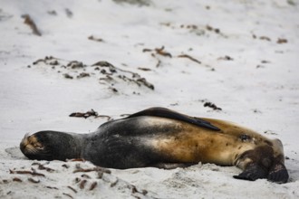 Sea lion lies relaxing on Sandfly Bay beach surrounded by nature, Sandfly Bay, Otago, New Zealand