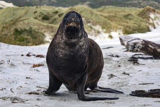Sea lion resting on sandy beach in front of grassy dunes in New Zealand, Sandfly Bay, Otago, New