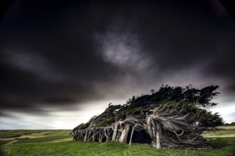 Heavily windswept trees under a gloomy sky at Slope Point, Slope Point, Otago, New Zealand