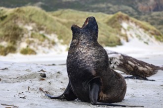 A sea lion sits relaxing on the sandy beach of Sandfly Bay surrounded by dunes, Dunedin, Otago, New