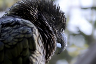 Detailed portrait of a keas, with distinctive feathers and a sharp beak in natural surroundings,