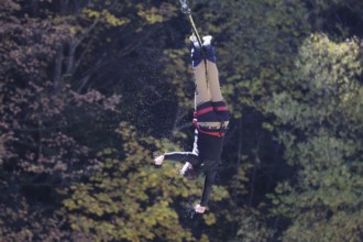 Springer hangs upside down on a bungee cable amidst autumn trees, Queenstown, Kawarau Bridge, New