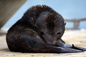 A sleeping sea lion huddled on a wooden walkway, Queen Charlotte Sound, Marlborough, New Zealand
