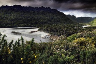 Lush greenery along a river in Punakaiki, surrounded by thick vegetation, Punakaiki, West Coast,