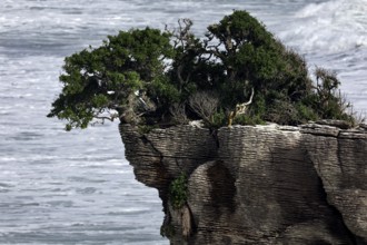 Unique rock formation with vegetation at Pancake Rocks, Punakaiki, West Coast, New Zealand