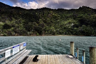 A sea lion rests on a wooden board on a water-rich jetty, Queen Charlotte Sound, Marlborough, New