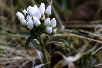 Small white flowers seen close up between grass and natural background, Mount Cook, New Zealand