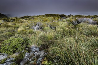 Grassland and rocks under cloudy sky in Hocker Valley, New Zealand, zero