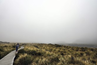 A lonely walkway through foggy grassland in Hocker Valley, New Zealand, null